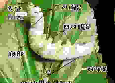 蚕桑的意思是什么？基础知识科普让你一看就懂