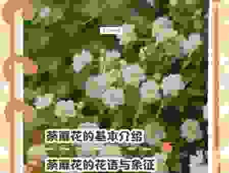 酴醾是什么意思呢？快速了解这个花的真实含义