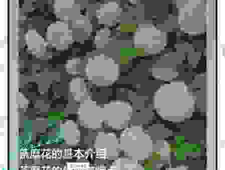 酴醾是什么意思呢?快速了解这个花的真实含义