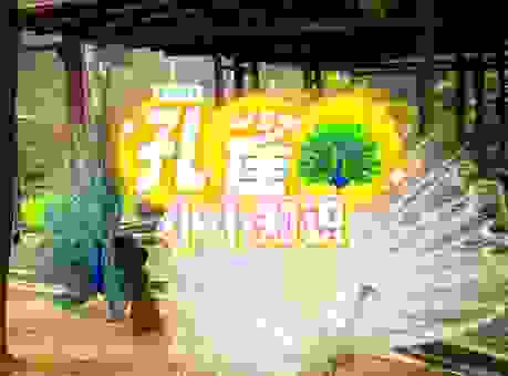为什么说君子爱口孔雀爱羽打一生肖是这个动物呢？
