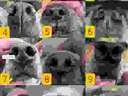 肥腿子尖鼻子打一动物是什么?老百姓都知道的答案揭秘!