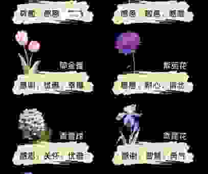搞清楚花枝是什么意思,了解它在不同语境中的表达