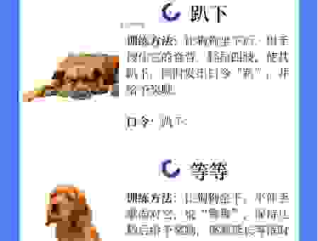 遇到两狗谈天打一字别慌 这些技巧帮你轻松搞定