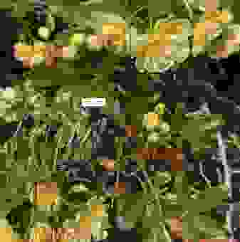 木香花为什么不能种?花友们总结了这几个重要原因