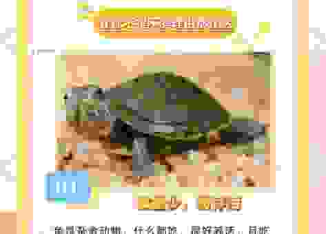 养龟穷三代什么意思?养龟人偷偷告诉你真相!