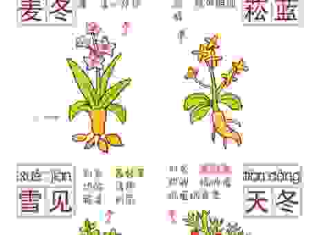 举头望明月打一中药名是什么？这个谜底其实很简单！