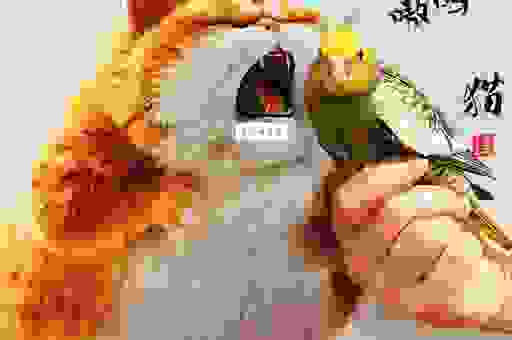 喧宾夺主打一动物是什么？这个动物太有意思了