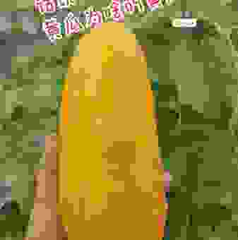黄瓜为什么叫黄瓜？了解这几个原因让你一眼就明白！