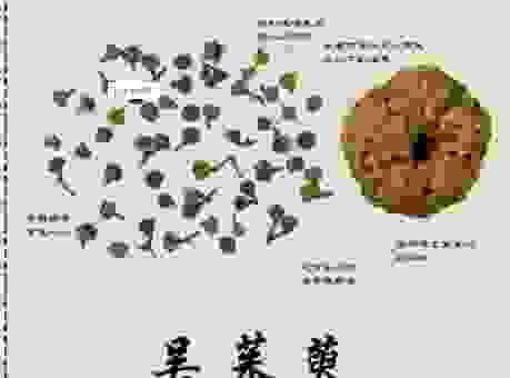 茱萸怎么读?关于茱萸的读音和历史故事!