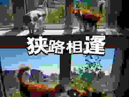 狭路相逢打一生肖,看看你的生肖是不是呢?