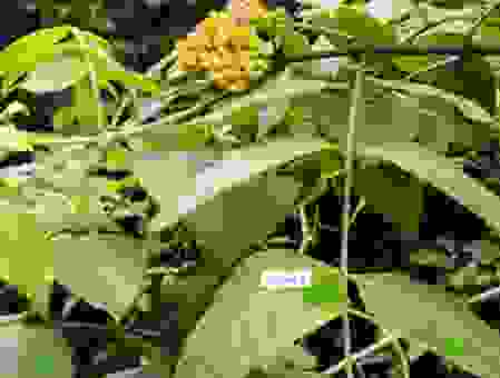 遍插茱萸少一人,为何少一人?这首诗告诉你答案
