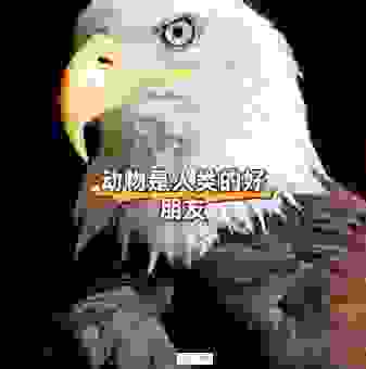喧宾夺主打一动物，聪明人一秒就知道答案！