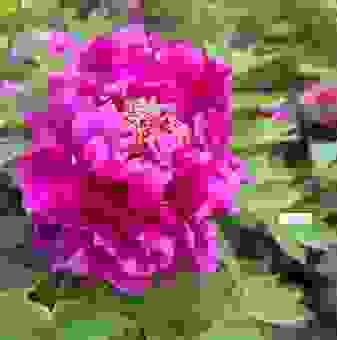 洛阳的市花为什么是牡丹？背后故事你知道吗