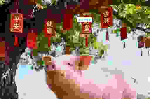 含沙射影背后的生肖密码，属龙属猪属猴特别留意