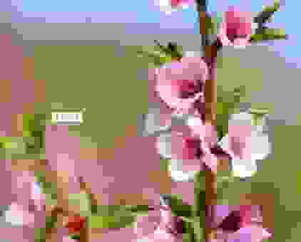 命犯桃花什么意思?如何化解烂桃花迎来真爱?
