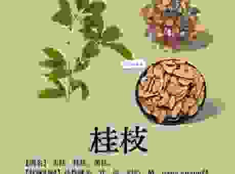 桂林一枝的意思是什么?一文看懂它的真正含义