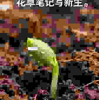 学习枝繁叶茂的意思，让你的生活充满生机！