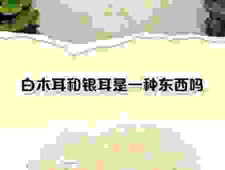 银耳是什么？从形态到功效，全面解读白木耳