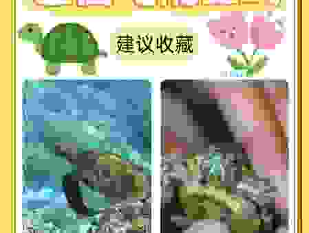 巴西龟吃什么好？常见误区与正确喂养方法！