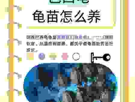巴西龟吃什么好？常见误区与正确喂养方法！