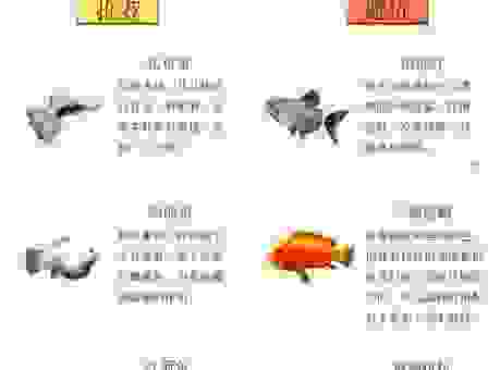 想要养好凤尾鱼?掌握这些养殖方法很简单!