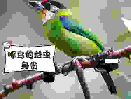 益虫益鸟有哪些？这些小家伙对我们帮助可大了！