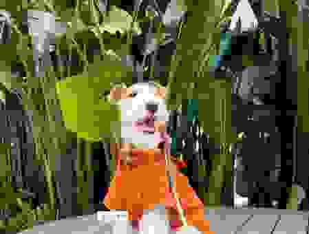 玩具猎狐梗是什么犬?了解它所有的性格特点。