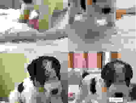 玩具猎狐梗是什么犬？了解它所有的性格特点。