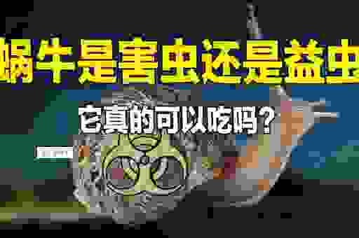 蜗牛是益虫还是害虫？看完你就明白了