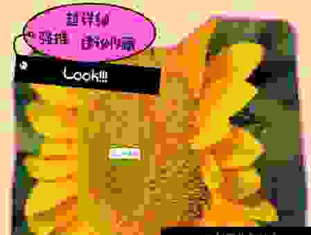 向日葵会一直跟着太阳转来转去吗？这几个原因很重要