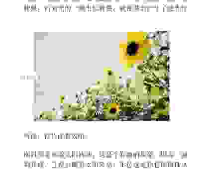 向日葵会一直跟着太阳转来转去吗？这几个原因很重要