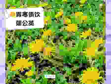 蒲公英做茶怎么晒干?简单又健康的做法分享