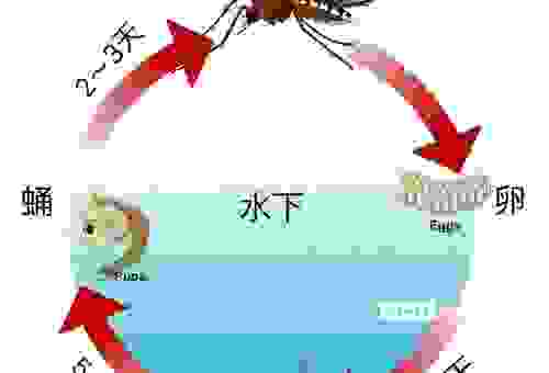 蚊子的寿命有多长？简单科普，让你了解蚊子的一生！