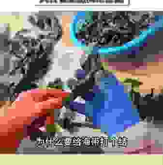 新鲜海带为什么打结？答案就在这里，一看就懂