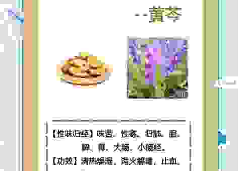 黄芩的功效与作用点全解析，帮你轻松改善身体状况！