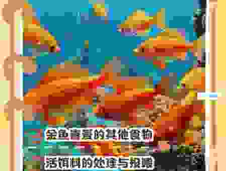 金鱼吃什么最重要？了解它们的饮食习惯很重要