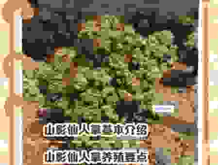 仙人掌科植物怎么养?养殖方法和注意事项全攻略