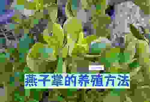 仙人掌科植物怎么养？养殖方法和注意事项全攻略