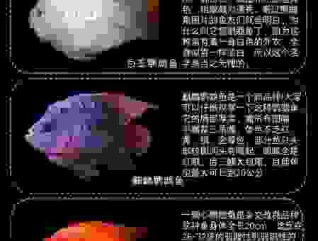 区分财神鱼和鹦鹉鱼,这几个关键点一定要记住!