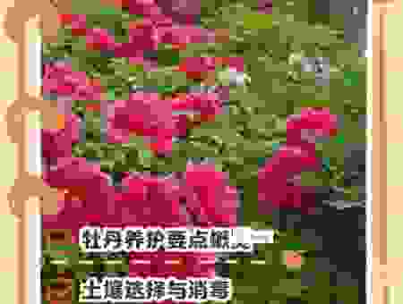 牡丹花什么时候开花?新手必看,从零开始养护秘籍!