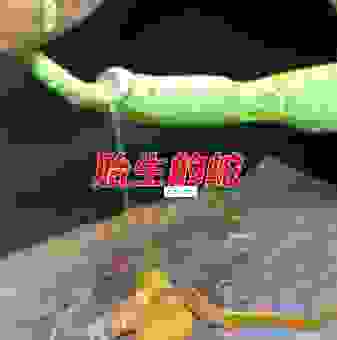 蛇是胎生还是卵生？了解这个区别不再犯迷糊！