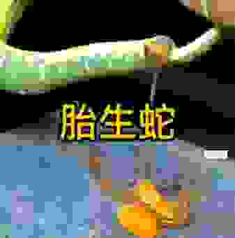 蛇是胎生还是卵生？了解这个区别不再犯迷糊！