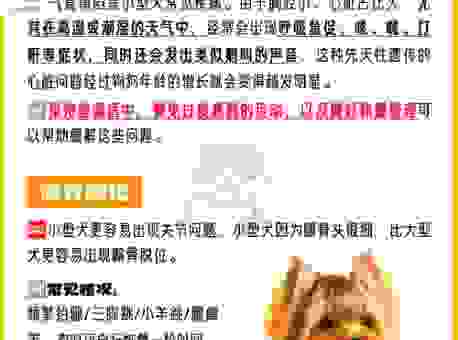 约克夏缺点大公开，这样的它你真的喜欢吗