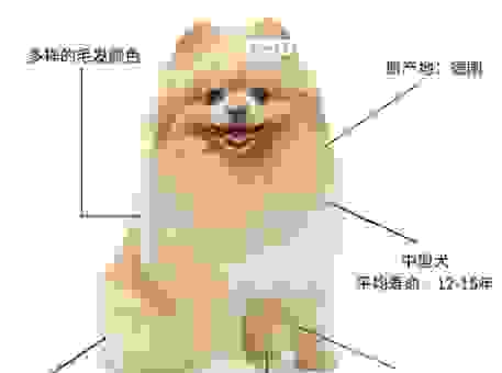 博美犬训练方法必看，一百只博美有一百种解决之道
