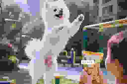 博美犬训练方法必看，一百只博美有一百种解决之道