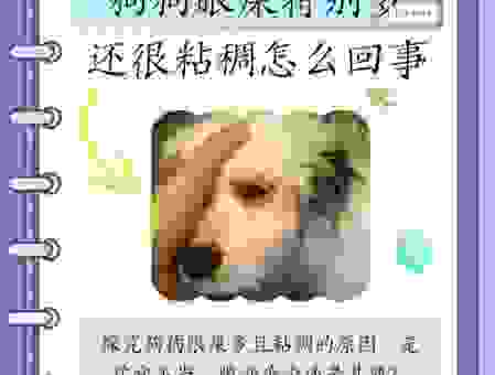 狗狗眼屎多怎么回事?教你几招快速缓解狗狗眼部不适
