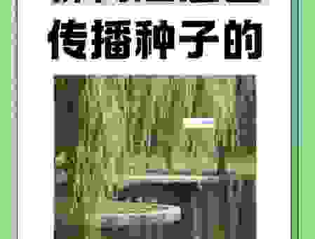 柳絮是种子还是花？科学解释告诉你真相！