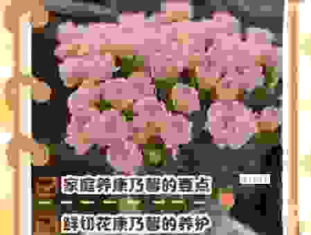 康乃馨的养殖方法有哪些?这几个技巧你得知道! 康乃馨的养殖方法有哪些?这几个技巧你得知道!