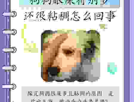 狗狗眼屎一直擦不干净?揭秘狗狗有眼屎的真正原因