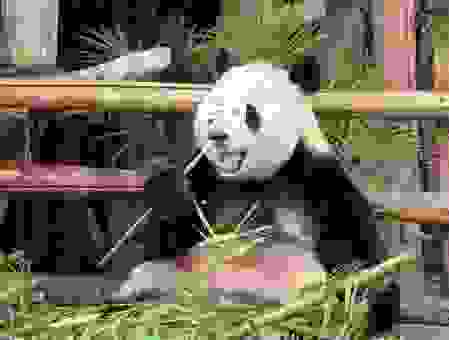 想知道大熊猫爱吃的竹子是什么？看完你就明白了！